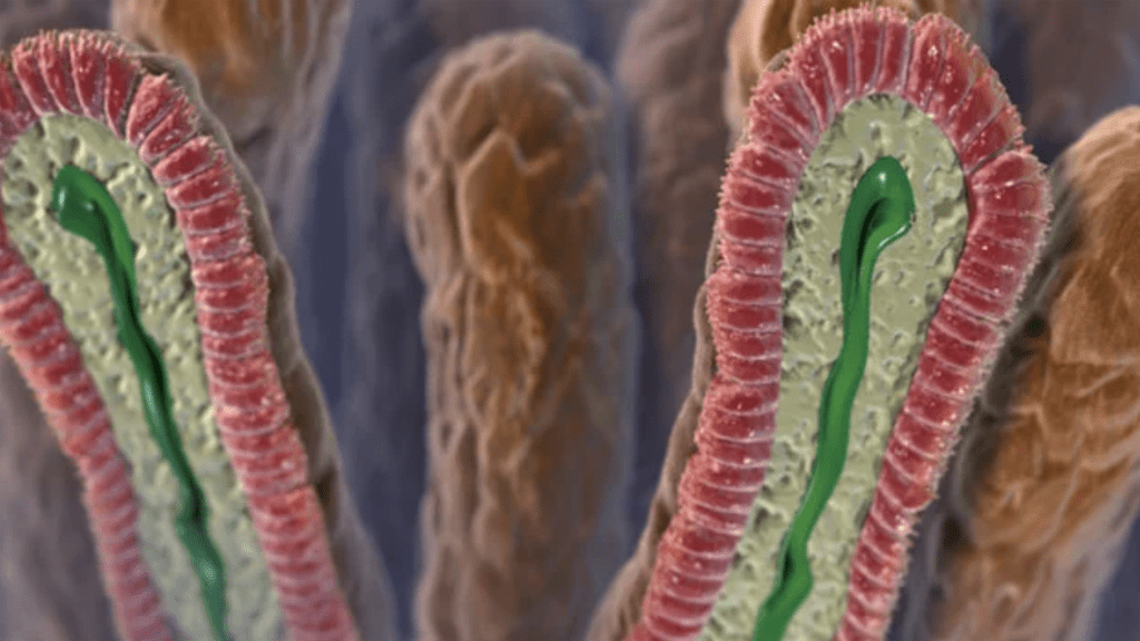 A detailed 3D illustration of intestinal villi, showing elongated finger-like projections with pink outer layers, green central areas, and textured brown surfaces. This vivid depiction highlights their essential role in nutrient absorption and offers insight into conditions like chronic idiopathic constipation.