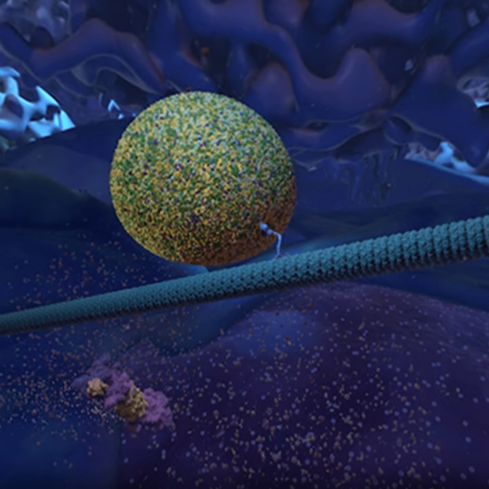 Cellscape: A View Inside a Human Cell (No Narration)