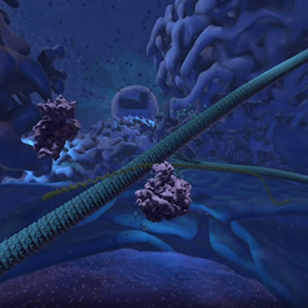Cellscape: A View Inside a Human Cell (With Narration)