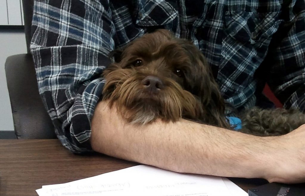 Romeo, the office dog, poses with an XVIVO team member.