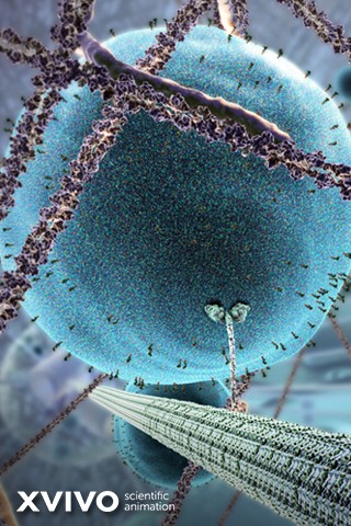 Desktop wallpaper drawn from The Inner Life of the Cell