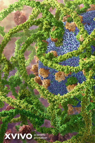 A vibrant scientific animation depicting a complex network of green, coiled structures surrounding a blue spherical object with textured surface, interspersed with small beige and brown clusters. The XVIVO Scientific Animation logo is visible in the corner.