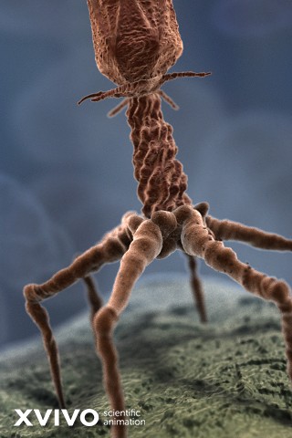 Illustration of a bacteriophage virus attaching to a bacterial cell. The virus has a complex structure with a head and spider-like legs. The background is blurred. Text at the bottom left reads XVIVO scientific animation.