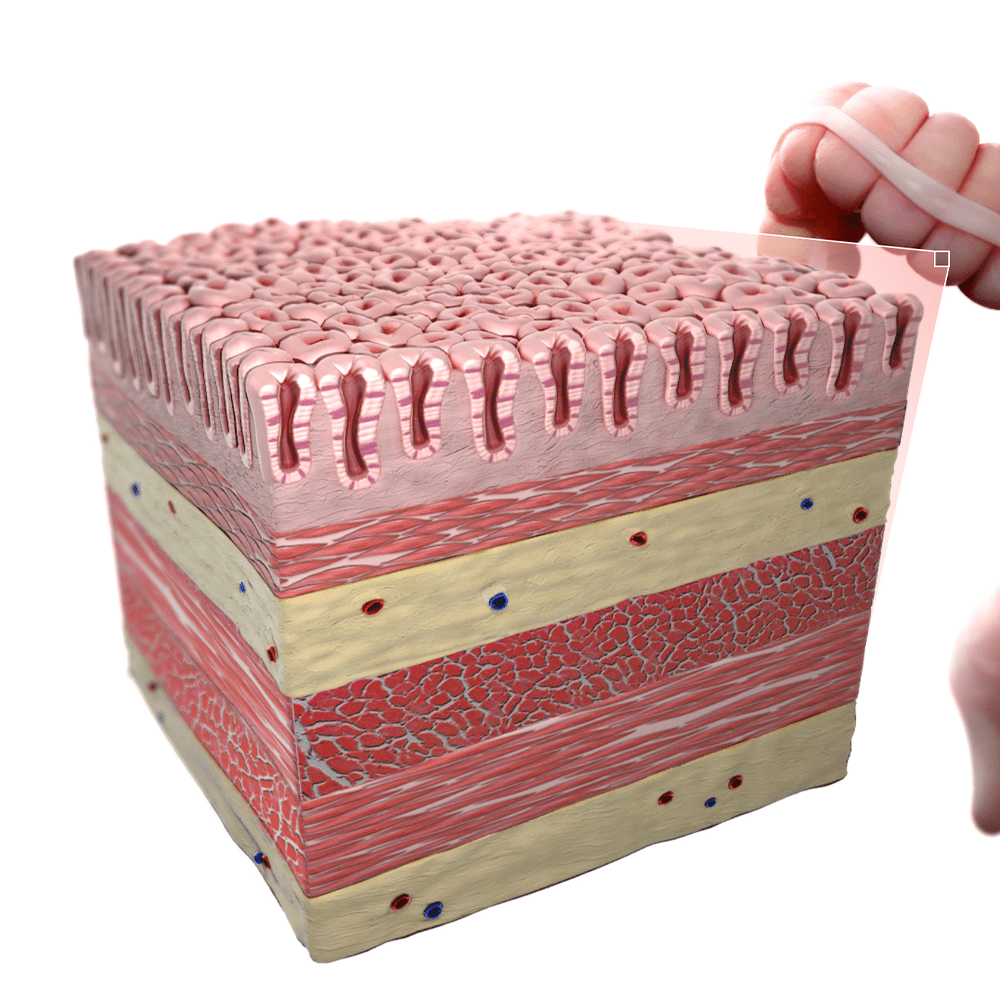 Tissue Layers of the Colon
