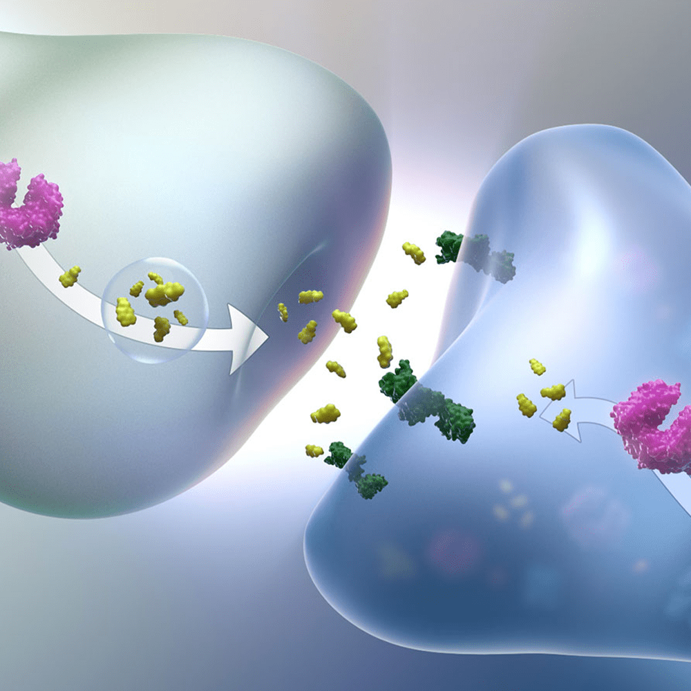 Dopamine Conversion in Parkinson’s Disease