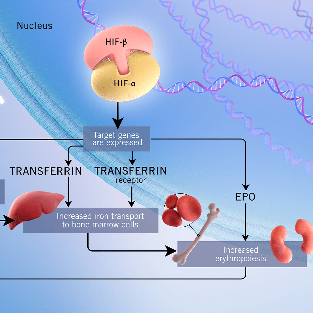 Hypoxia-inducible factors