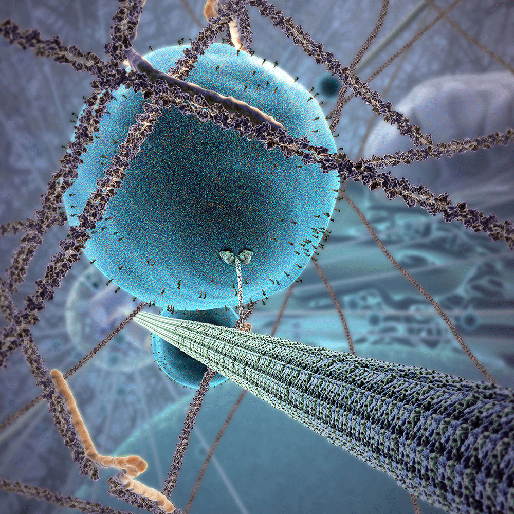 Kinesin Motor Protein with Vesicle
