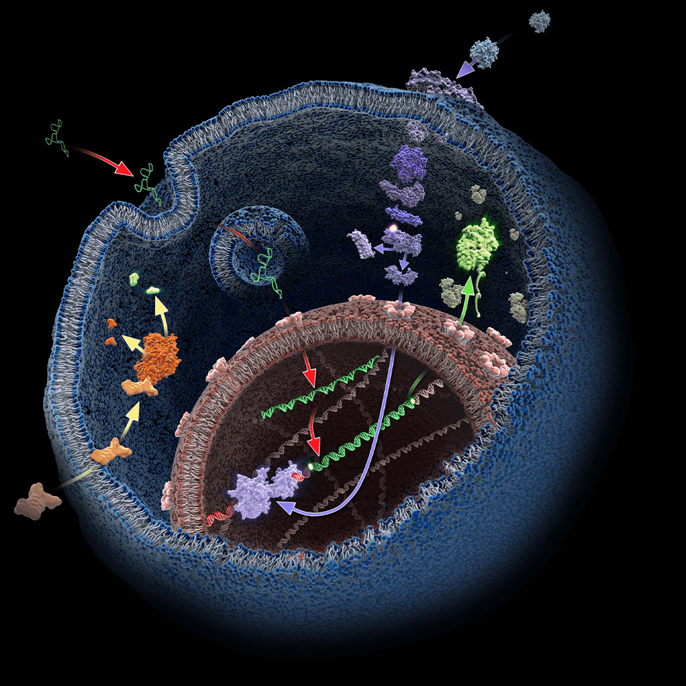 Illuminate Cancer Biology