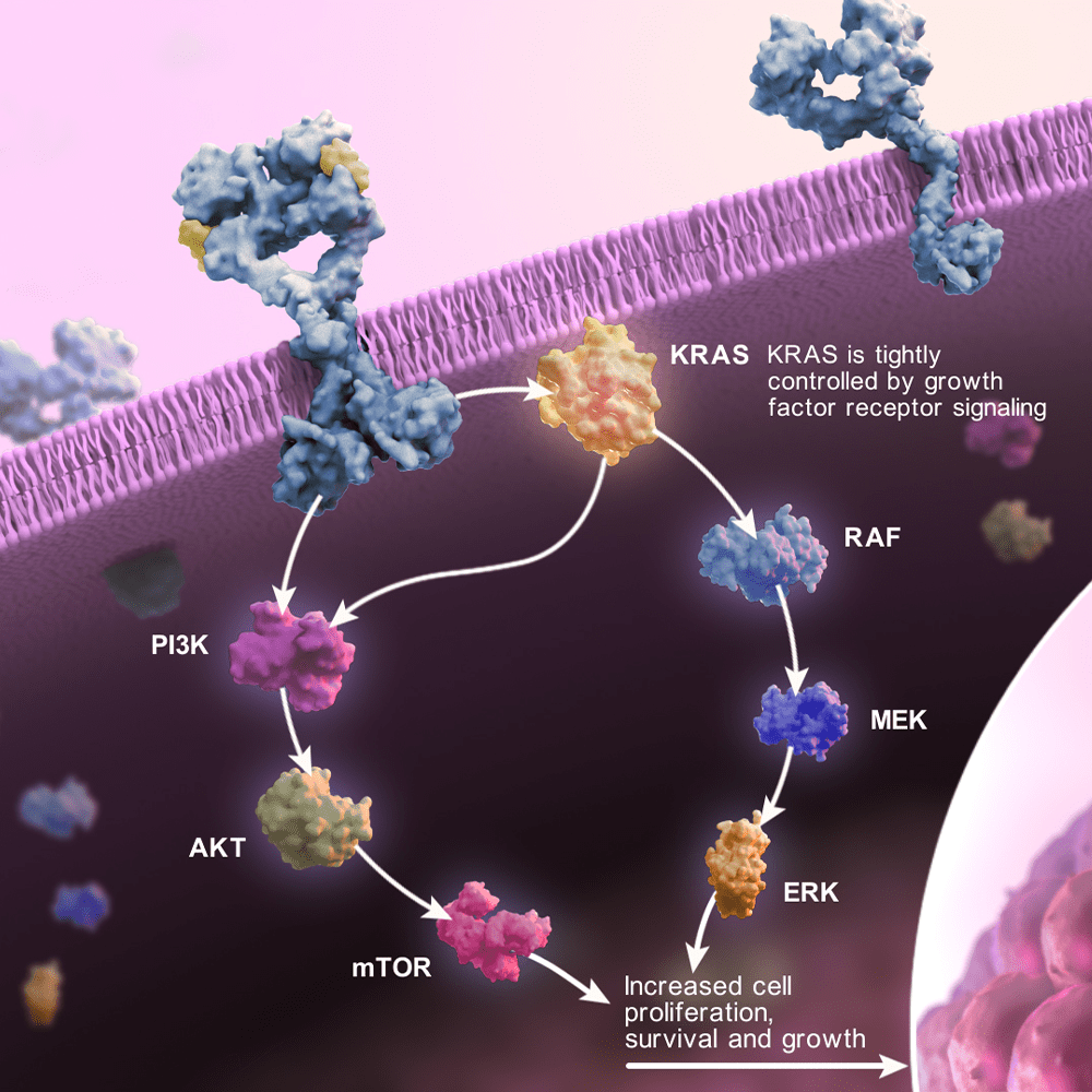 Controlled KRAS Signaling