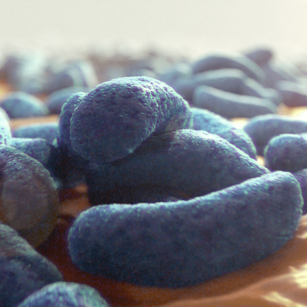 Bacteria