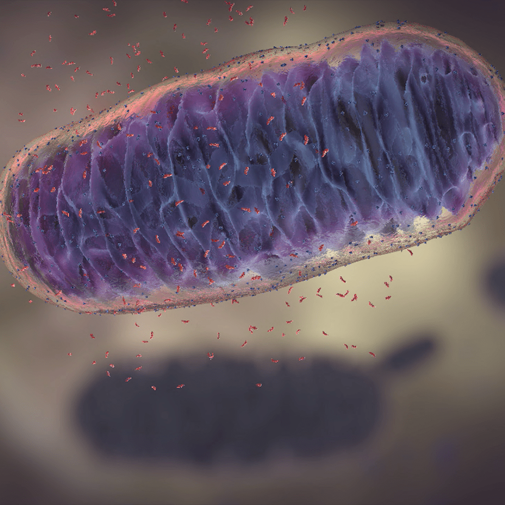 Mitochondria