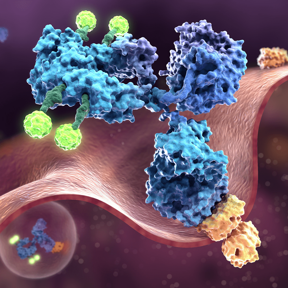 Antibody Drug Conjugate