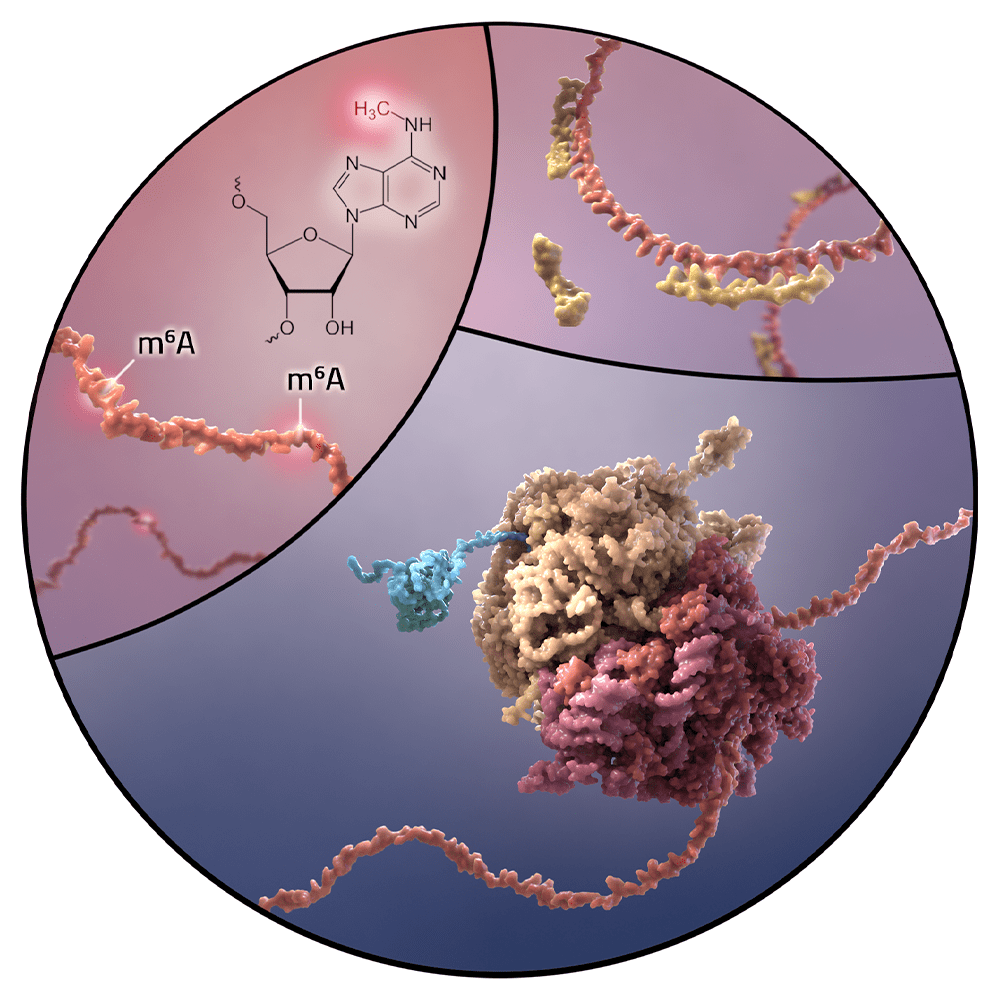 RNA Function