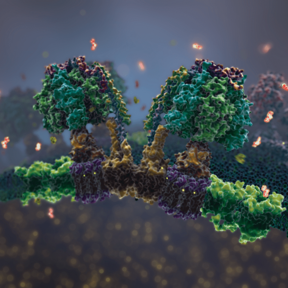 POWERING THE CELL MITOCHONDRIA