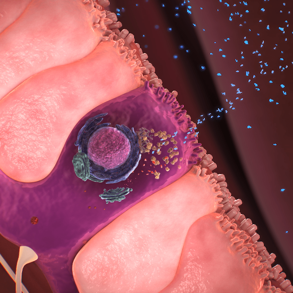 THE ROLE OF SEROTONIN IN CARCINOID SYNDROME