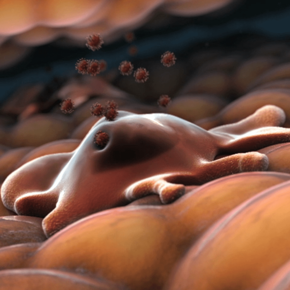 HOW AN AIDS VACCINE MIGHT WORK