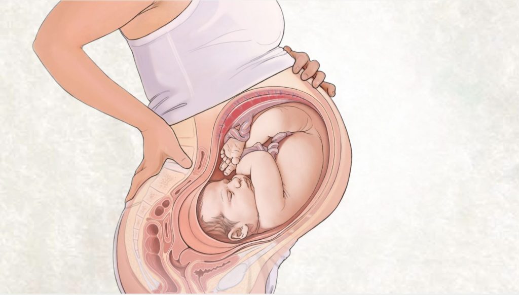 An illustration shows a cross-section of a pregnant woman in a white shirt lovingly holding her belly. This maternal illustration details the baby in a head-down position within the womb, highlighting the visible internal anatomy of both mother and fetus.