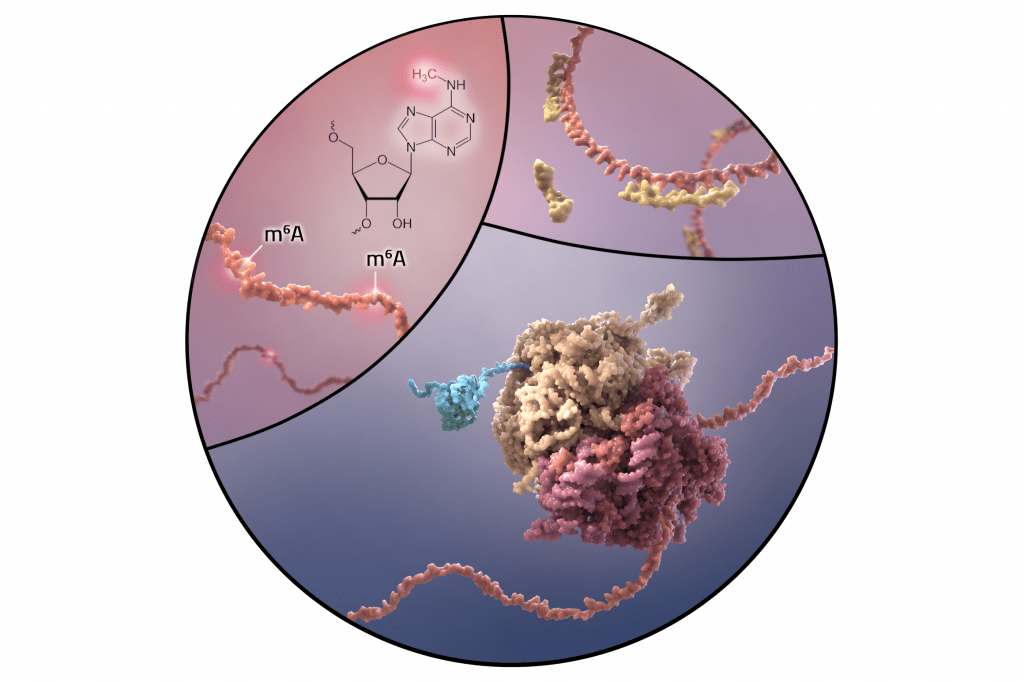 Illustration depicting a molecular structure with RNA strands showcasing function and a chemical structure diagram. The image is divided into sections, displaying different views of RNA interactions and methylation, labeled with m⁶A markers in a stylized scientific design.