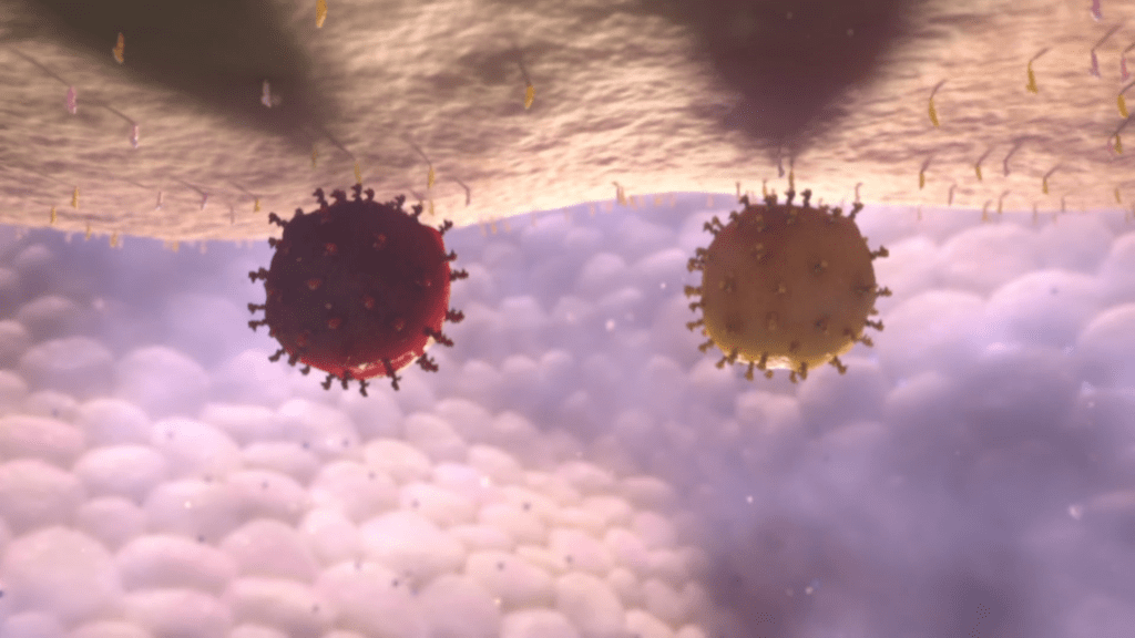 Illustration of two spherical viruses, one red and one yellow, with spike-like projections. They resemble the influenza virus, showcasing how it adapts through antigenic drift as they float against a blurred background of light colors in a microscopic environment.