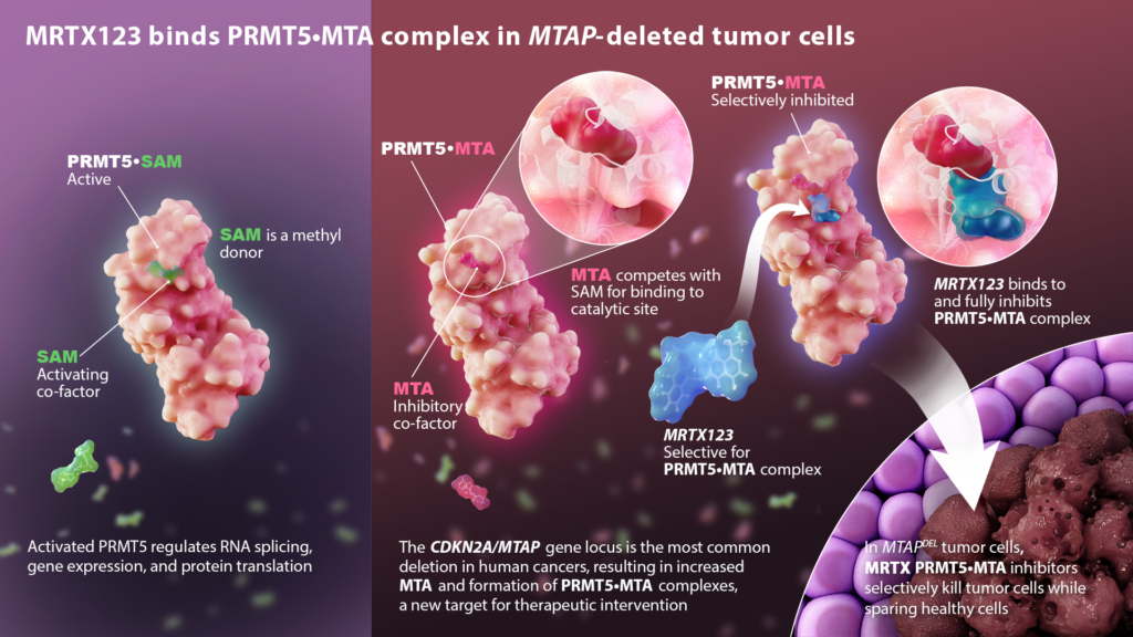 A molecular diagram illustrates MRTX123, a PRMT5 inhibitor, binding to the PRMT5-MTA complex in MTAP-deleted tumor cells. Details include active and inhibited structures of PRMT5, MTA, SAM, and MRTX123 interactions, focusing on selective tumor cell targeting.