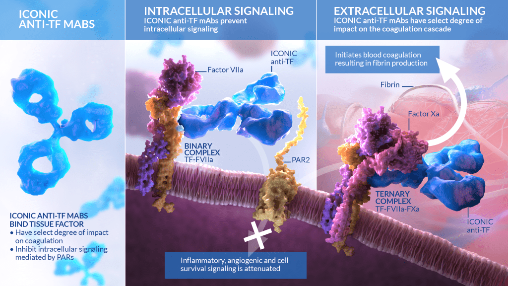 Illustration depicting the mechanism of action for ICONIC anti-TF mAbs, highlighting three sections: binding Tissue Factor, intracellular signaling inhibition, and extracellular signaling disruption in blood coagulation—featuring detailed Medical Illustrations of protein complexes and pathways.