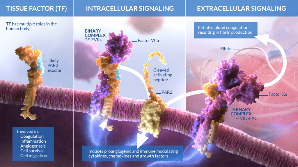 Illustration of blood coagulation signaling pathways featuring Tissue Factor roles, including coagulation and inflammation. The medical illustration depicts binary and ternary complexes in intracellular and extracellular signaling, with Factor Xa and Fibrin elements highlighted.