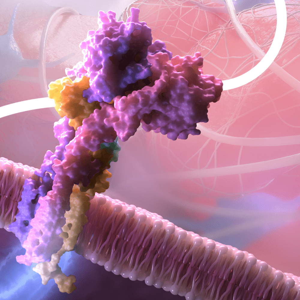 Tissue Factor (TF) Medical Illustrations