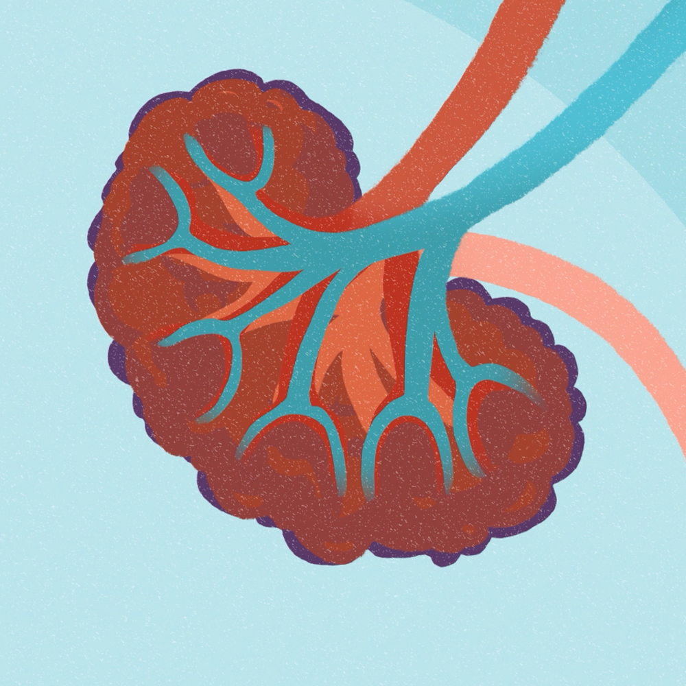 Chronic Kidney Disease 2D Animation