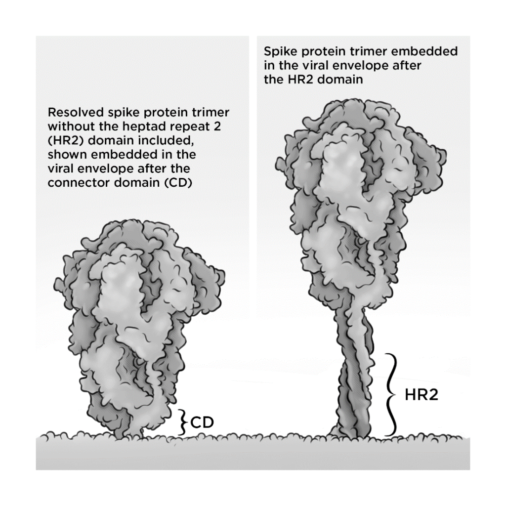 Illustration seamlessly blending art and science shows two spike protein trimers. Left: Resolved trimer without HR2, embedded in viral envelope after CD. Right: Trimer with HR2 domain. Labels highlight CD and HR2 regions, providing a behind-the-scenes look at this medical marvel.