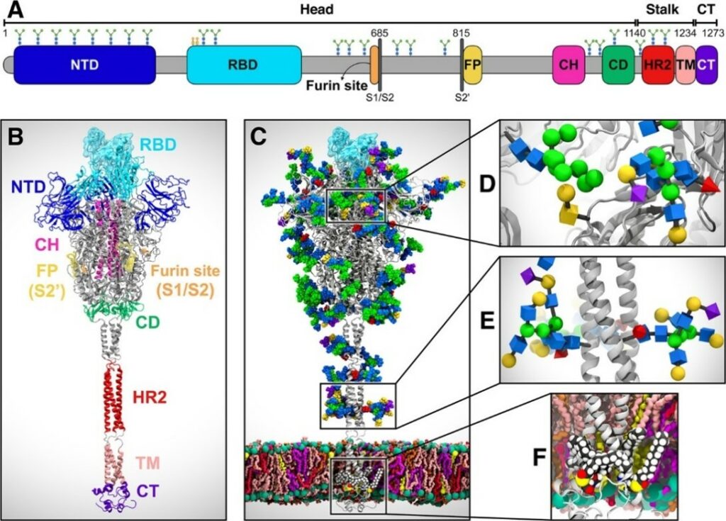 Diagram of a spike protein structure with labeled domains: NTD, RBD, and others. Detailed sections reveal the art and science behind molecular models of furin cleavage sites and binding regions. A medical animation depicts the protein across a membrane, highlighting various stages and interactions.