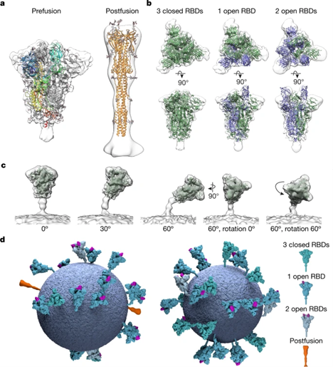 Explore the art and science behind a medical animation, showcasing diagrams of spike protein structures from various angles: prefusion, postfusion, with differing receptor-binding domains (RBDs) open or closed, alongside schematic representations on a virus particle.