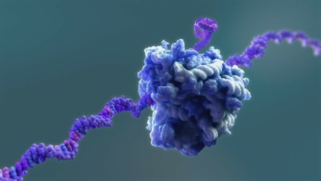 A 3D medical animation showcases a ribosome, portrayed as a blue and lavender complex structure, orchestrating the processing of a purple strand of mRNA. The soft gradient of teal in the background enhances this art and science fusion, adding depth to the biological scene.