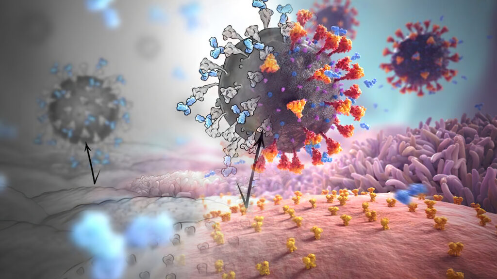 Illustration of a virus, reminiscent of a coronavirus, in vibrant colors. This piece merges art and science as the virus is shown attaching to a cell surface with varied shapes and hues. Dimmed viruses in the background add depth, creating a behind-the-scenes feel to this medical animation.