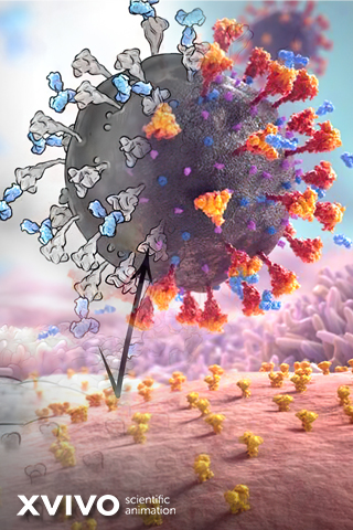 A detailed, colorful scientific illustration depicting a virus with spike proteins binding to cell receptors. The background features cellular structures. The image includes the text XVIVO scientific animation at the bottom left.