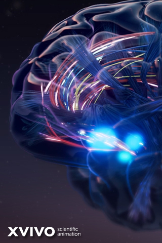A 3D representation of a human brain with colorful, illuminated neural pathways. The image highlights the complex network of connections in the brain. It includes the text XVIVO scientific animation at the bottom left corner.
