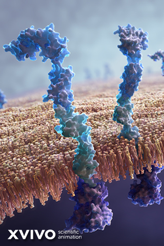 A detailed 3D scientific illustration of receptors embedded in a cell membrane. The receptors are depicted in vibrant blue and purple tones against a textured yellowish membrane background. The image is branded with XVIVO scientific animation in the corner.