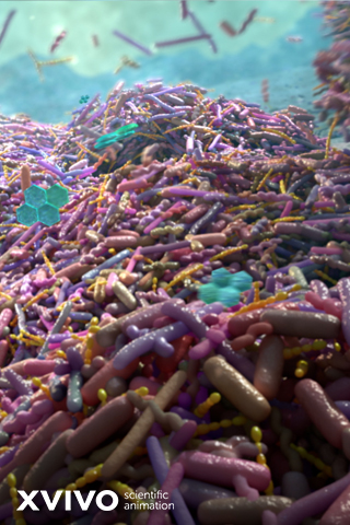 A close-up scientific illustration of a colorful, diverse microbial community, showing various rod-shaped and spherical bacteria densely packed together, with some turquoise molecular structures interspersed. The image is branded with XVIVO Scientific Animation.