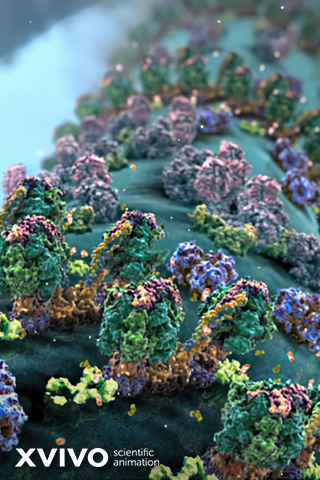 A detailed, colorful scientific animation illustrating a cellular surface teeming with complex structures resembling proteins or receptors. The vibrant hues of green, purple, and pink highlight the intricate molecular formations. The XVIVO logo is visible.