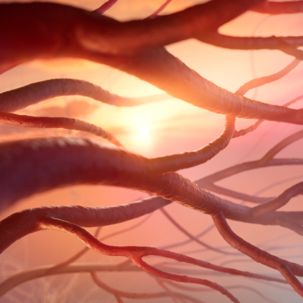 The Role Of PKR Activation In Sickle Cell Disease MOA Animation