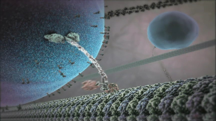 motor protein