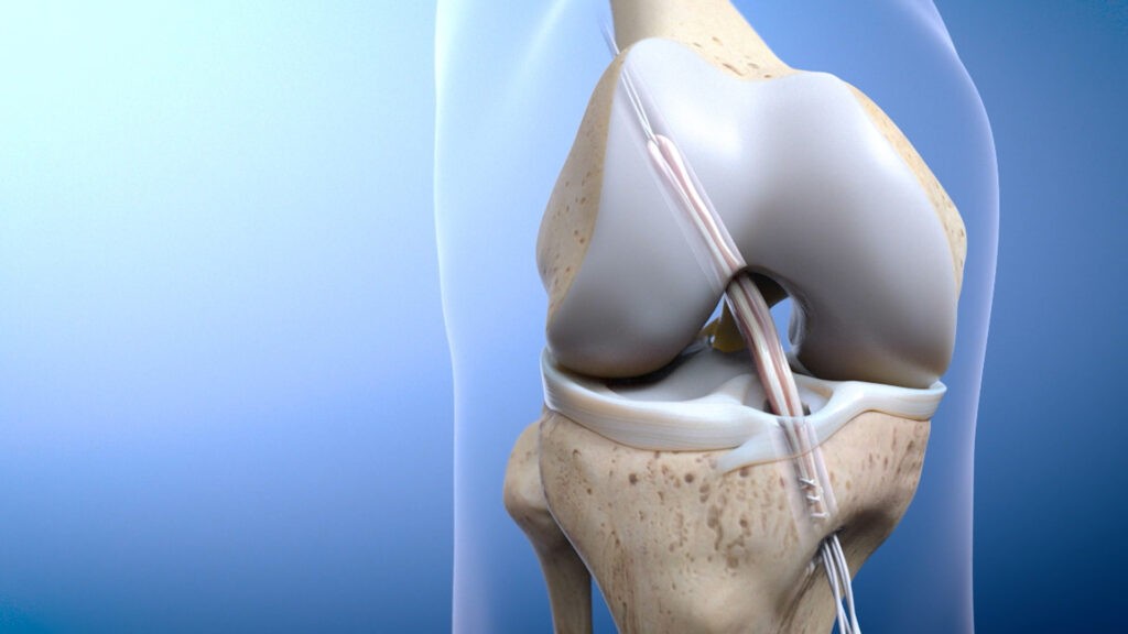 Introducing a new illustration of a human knee joint, this artwork showcases bones, cartilage, and ligaments in light colors against a blue gradient background. The depiction highlights the anatomical structure and alignment with clarity, much like a showreel of natures design.