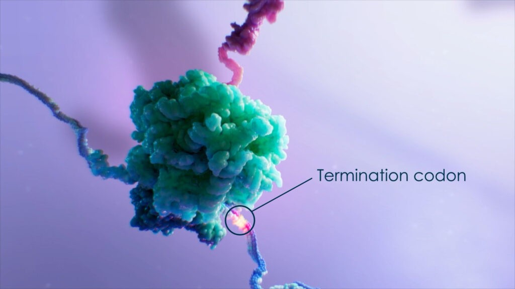 Introducing a stunning 3D illustration of a molecular structure as part of our new showreel. This vivid image highlights a ribosome with a green and purple appearance, featuring a labeled termination codon circled, all set against strands of mRNA in the background with soft, cool colors.