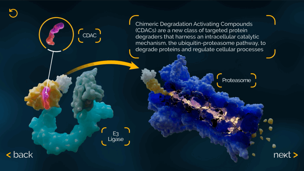 Chimeric degradation activating compounds mechanism of action through the ubiquitin-proteasome pathway