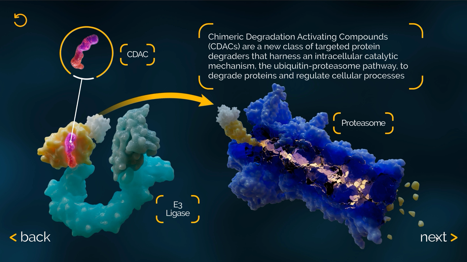Chimeric degradation activating compounds mechanism of action through the ubiquitin-proteasome pathway