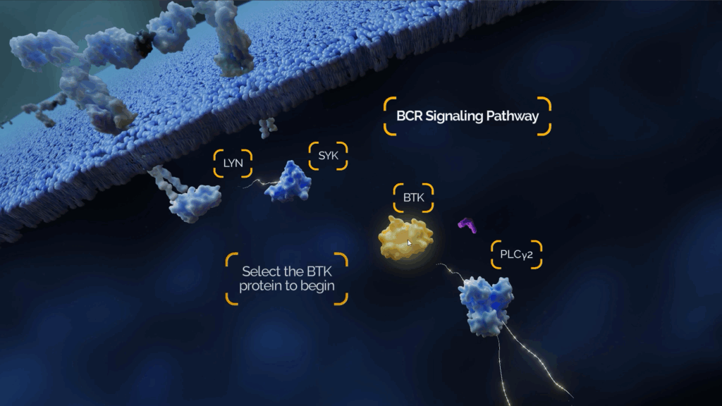 The BCR Signaling Pathway with proteins labeled