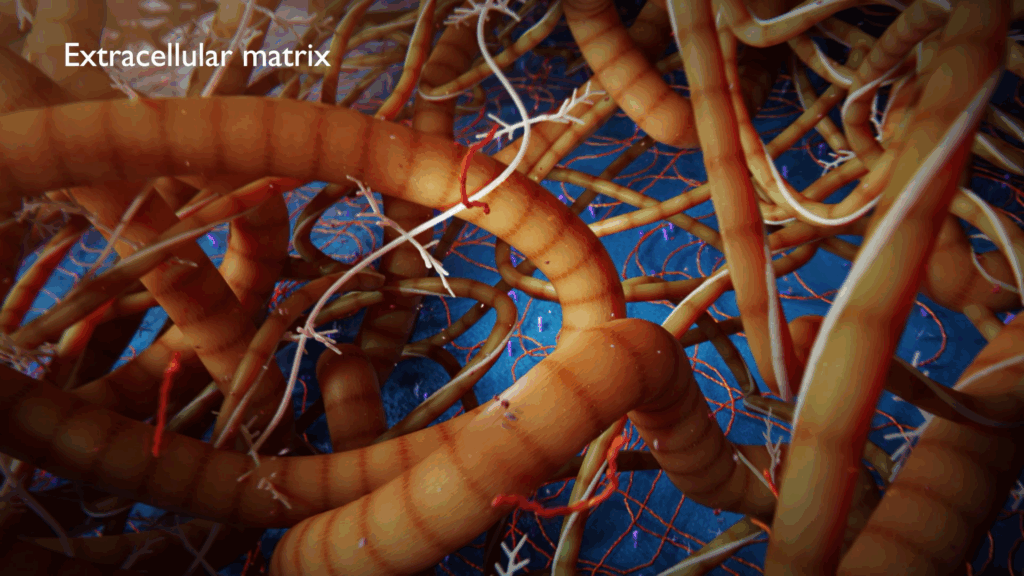 Collagen in extracellular matrix