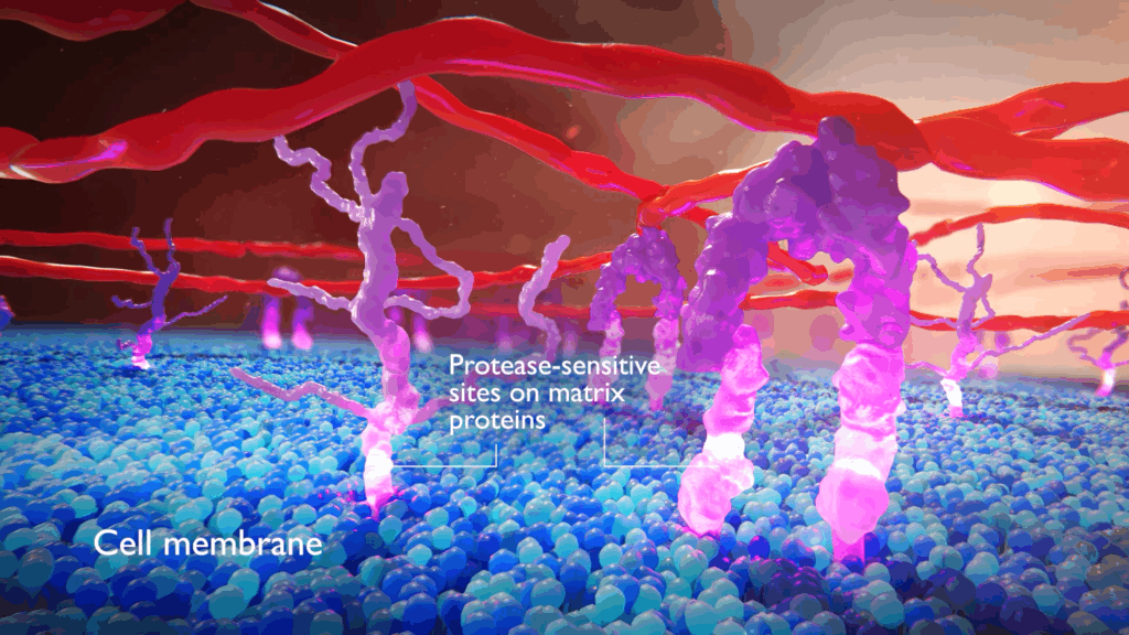 Matrix proteins on cell membrane