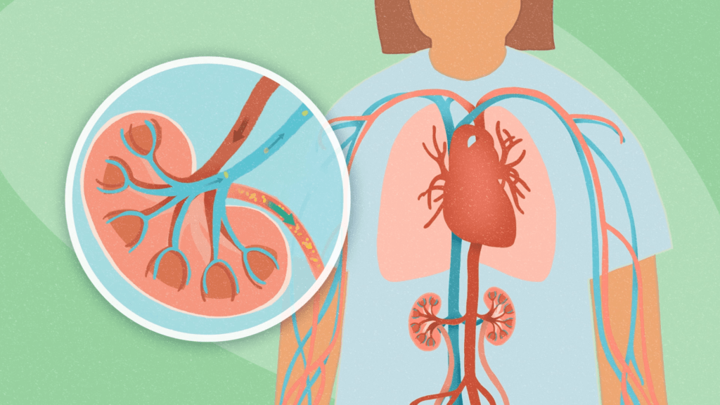 The circulatory system with a kidney callout in a 2D style
