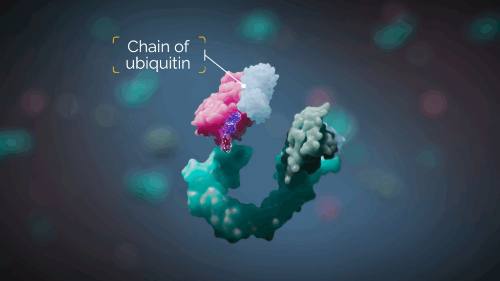 A protein degrader with a target protein, E3 ligase, and ubiquitin