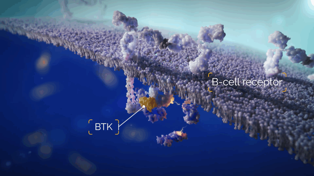 The BCR signaling pathway with a BTK protein highlighted